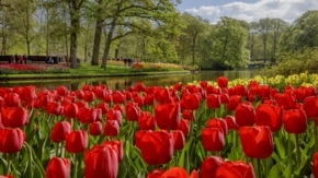 Niederlande Keukenhof 2019 Foto Keukenhof